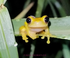 Dendropsophus bifurcus
