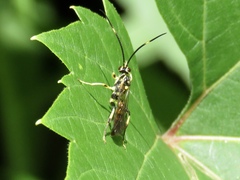 Cratichneumon paratus