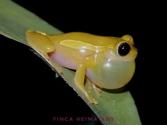 Dendropsophus bifurcus