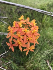 Epidendrum radicans