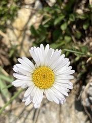 Erigeron melanocephalus