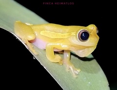 Dendropsophus bifurcus