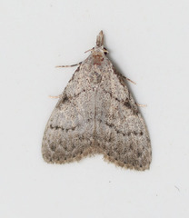 Nola involuta