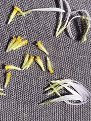 Erigeron melanocephalus