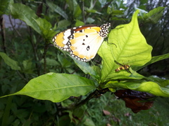 Danaus chrysippus chrysippus