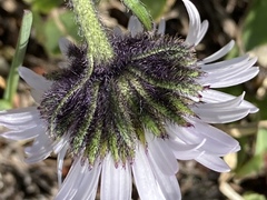 Erigeron melanocephalus