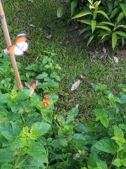 Danaus chrysippus chrysippus