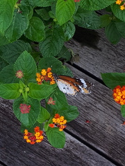 Danaus chrysippus chrysippus