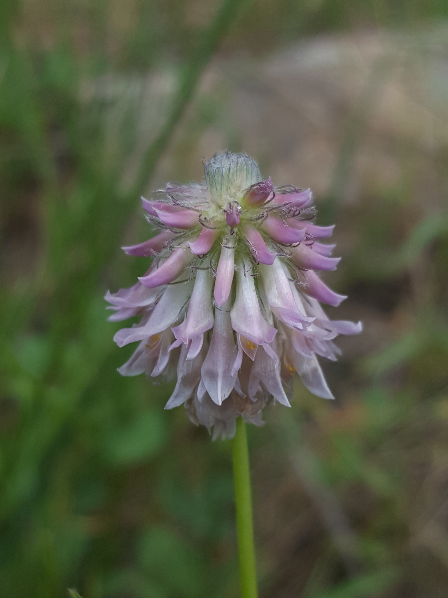 Trifolium eriocephalum