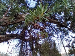 Escallonia resinosa