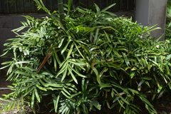 Zamia erosa