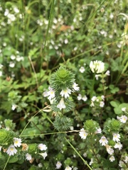Euphrasia pectinata