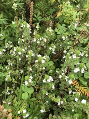Euphrasia pectinata