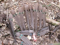 Polyplectron bicalcaratum