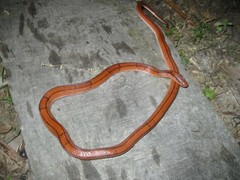 Oreocryptophis porphyraceus