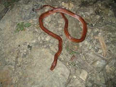 Oreocryptophis porphyraceus