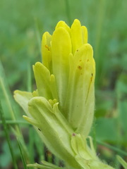 Castilleja cusickii