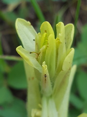Castilleja cusickii