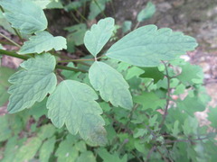 Thalictrum filamentosum