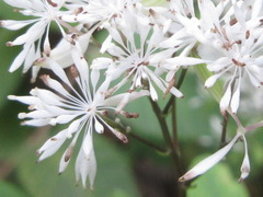 Thalictrum filamentosum