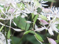 Thalictrum filamentosum