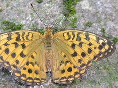 Argynnis vorax