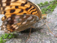 Argynnis vorax