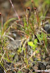 Juncus triglumis