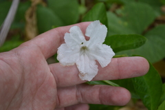 Ruellia tuberosa