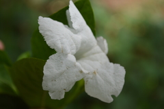 Ruellia tuberosa