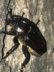 Osmoderma subplanata