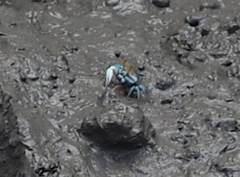Tubuca arcuata image