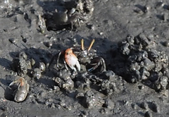 Tubuca arcuata image