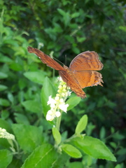 Junonia hedonia ida