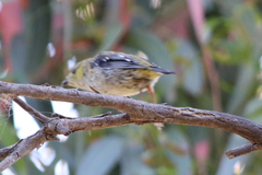 Pardalotus quadragintus