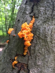 Phaeotremella frondosa