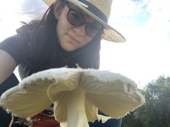 Saproamanita prairiicola