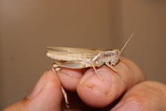 Melanoplus packardii