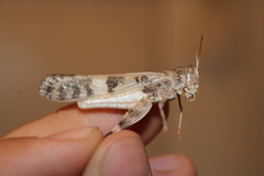 Dissosteira spurcata