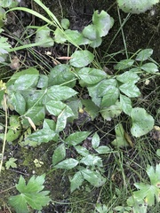 Vicia venosa baicalensis