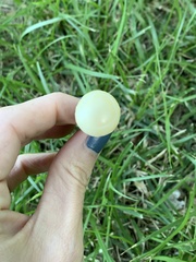 Saproamanita prairiicola