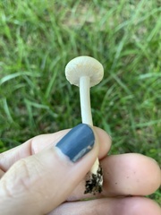 Saproamanita prairiicola