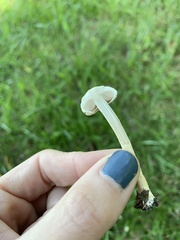 Saproamanita prairiicola