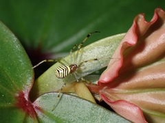 Theridion zonulatum