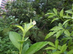 Zizula hylax pygmaea
