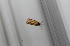 Sparganothis tristriata