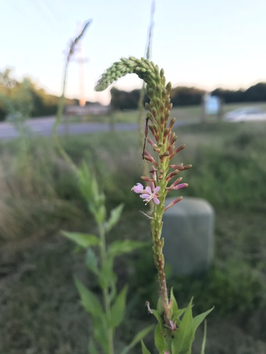 velvetweed