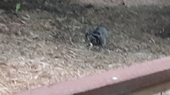 Procyon lotor psora