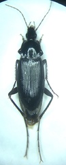 Calathus gregarius