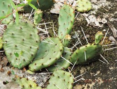 Opuntia cespitosa